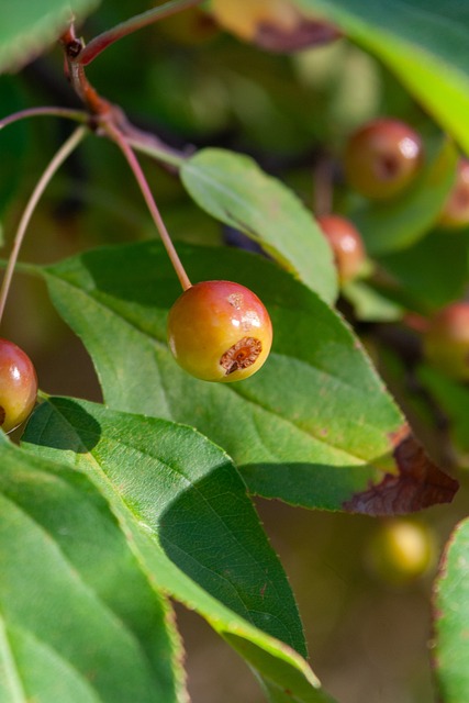 运气与梦想 运气与梦想