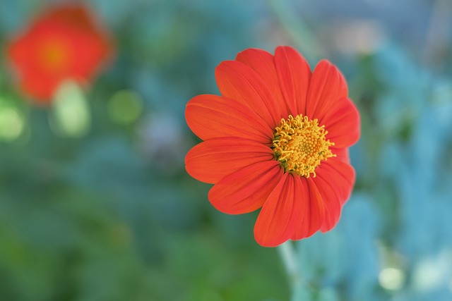 的橄欖油 的橄欖油